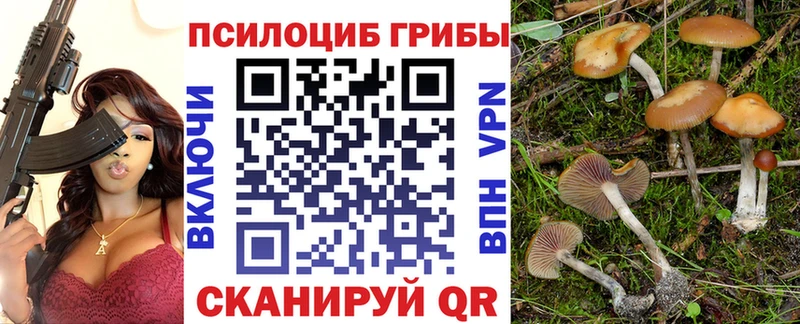 Купить где  Заводоуковск  Галлюциногенные грибы Psilocybine cubensis 